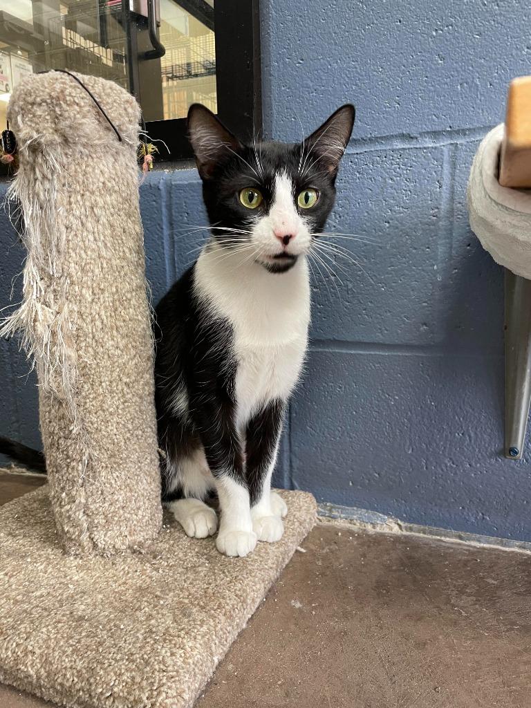 Enlarge Jane Goodall, a Adoptable mixed breed in Cincinnati, OH image 3/5