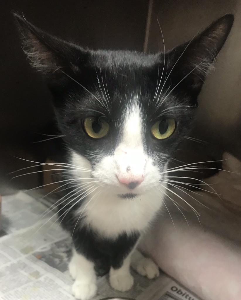 Enlarge Jane Goodall, a Adoptable mixed breed in Cincinnati, OH image 4/5