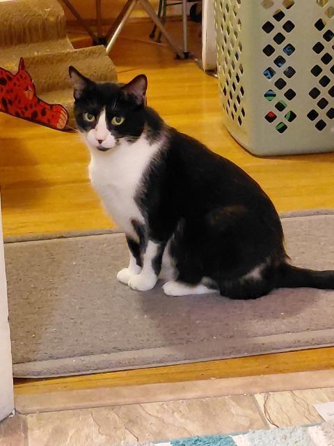 Jane Goodall, Adoptable, Adult Female Domestic Short Hair.