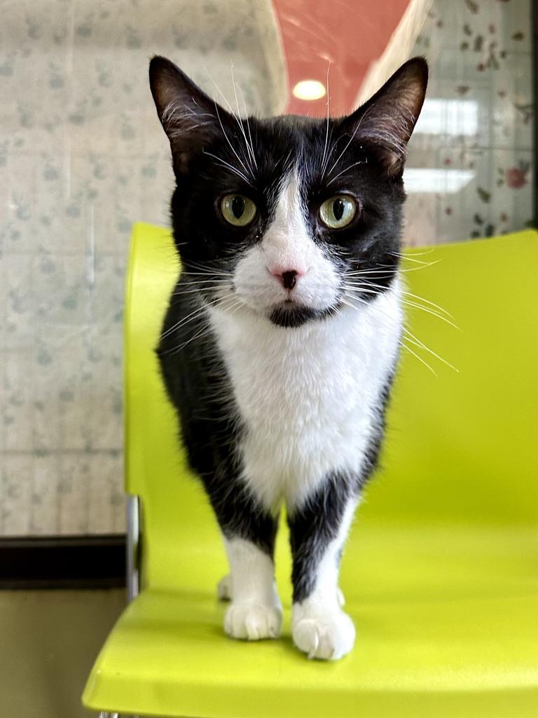 Jane Goodall, a Adoptable mixed breed in Cincinnati, OH image 2/6