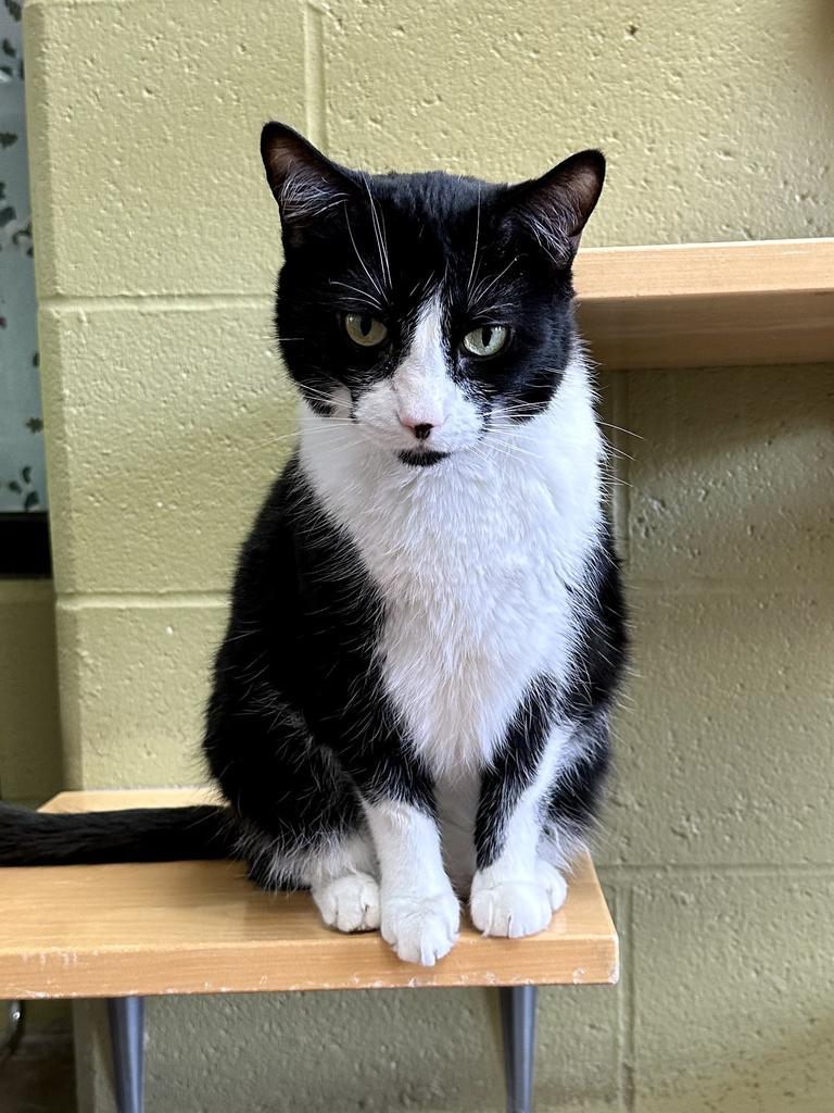 Jane Goodall, a Adoptable mixed breed in Cincinnati, OH image 3/6