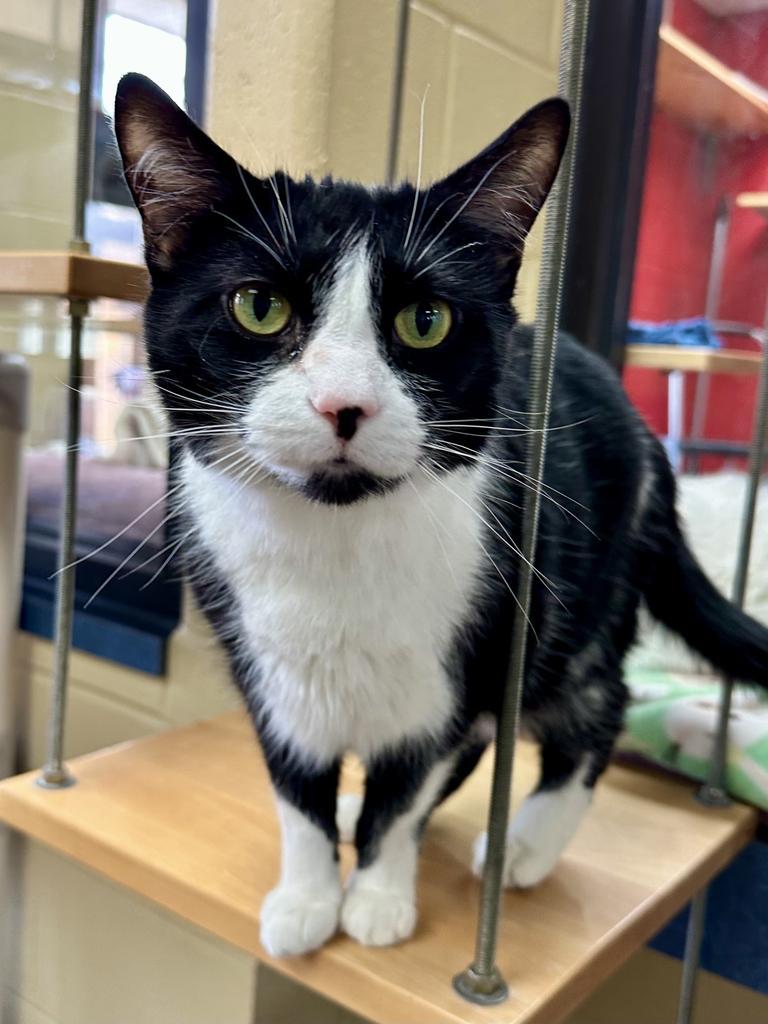 Jane Goodall, a Adoptable mixed breed in Cincinnati, OH image 4/6