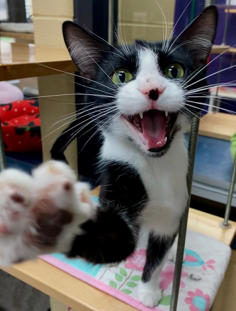 Enlarge Jane Goodall, a Adoptable mixed breed in Cincinnati, OH image 5/5