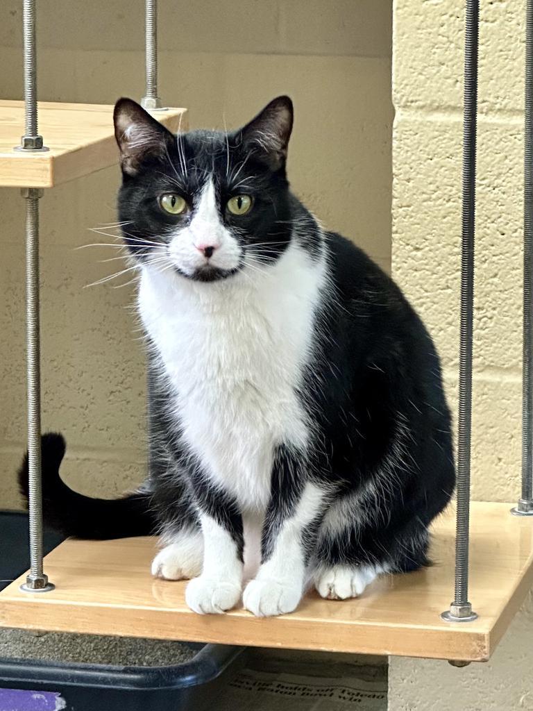 Jane Goodall, a Adoptable mixed breed in Cincinnati, OH image 5/6