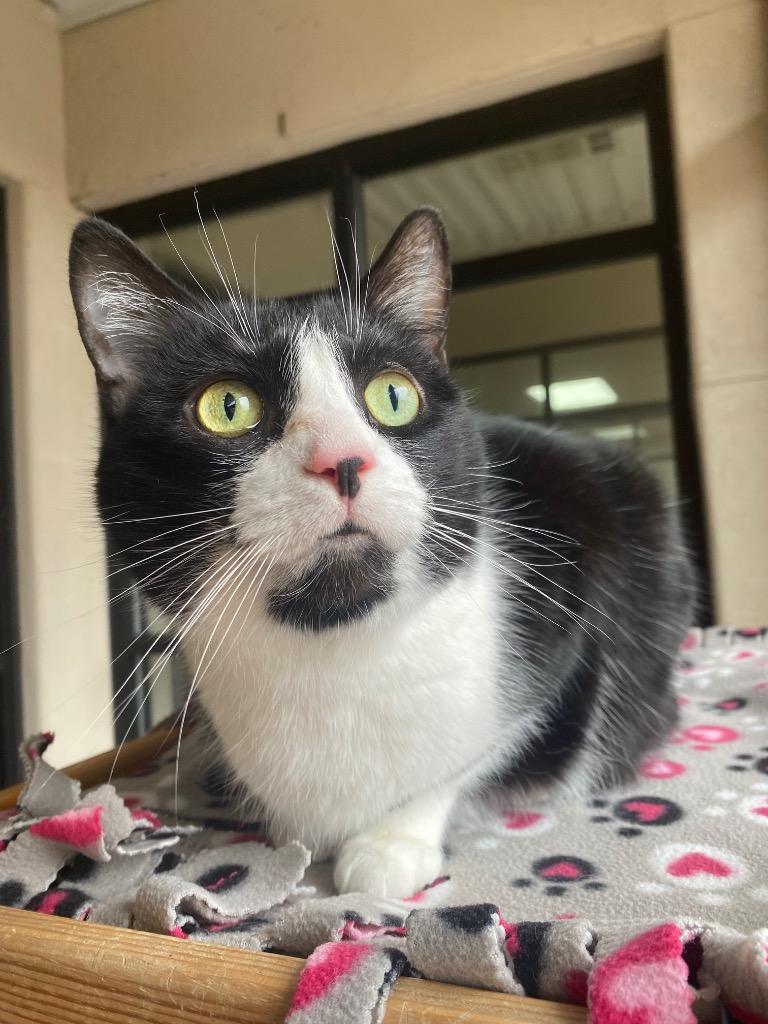 Jane Goodall, a Adoptable mixed breed in Cincinnati, OH image 6/6