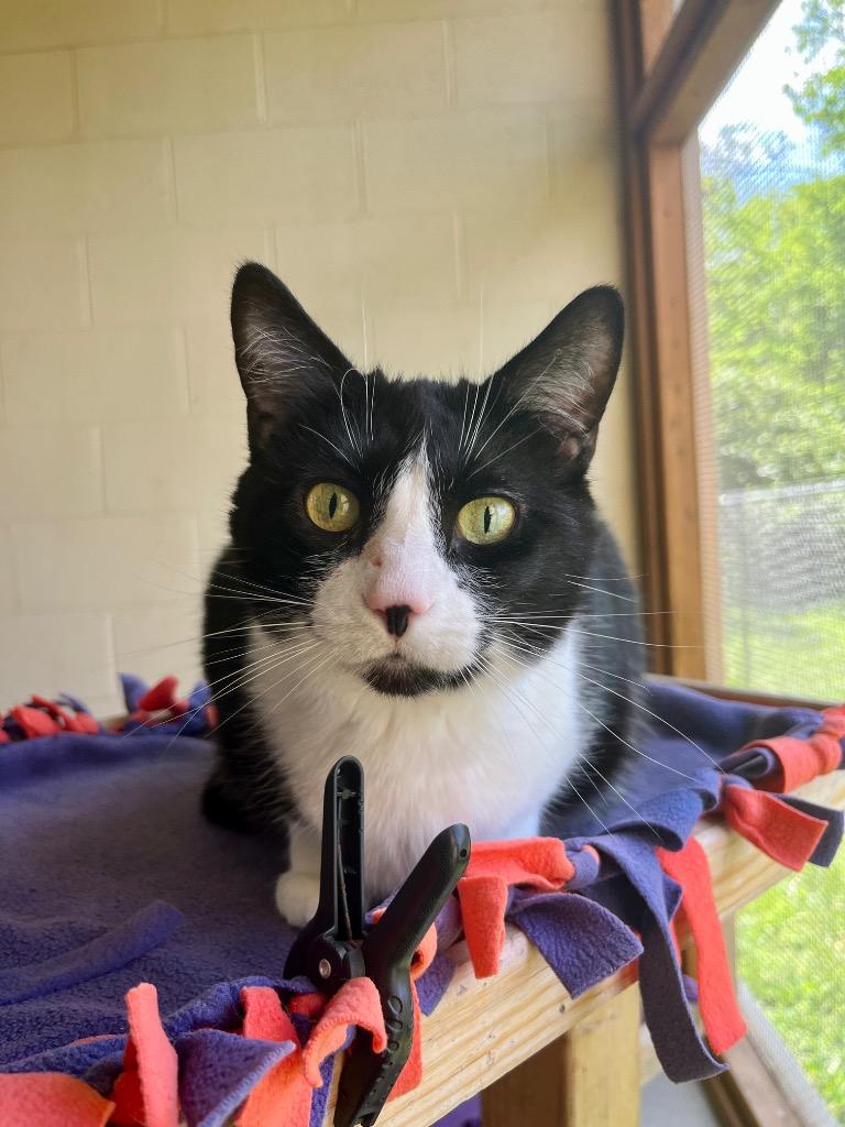 Enlarge Jane Goodall, a Adoptable mixed breed in Cincinnati, OH image 6/6