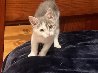 Little Man thumbnail 3