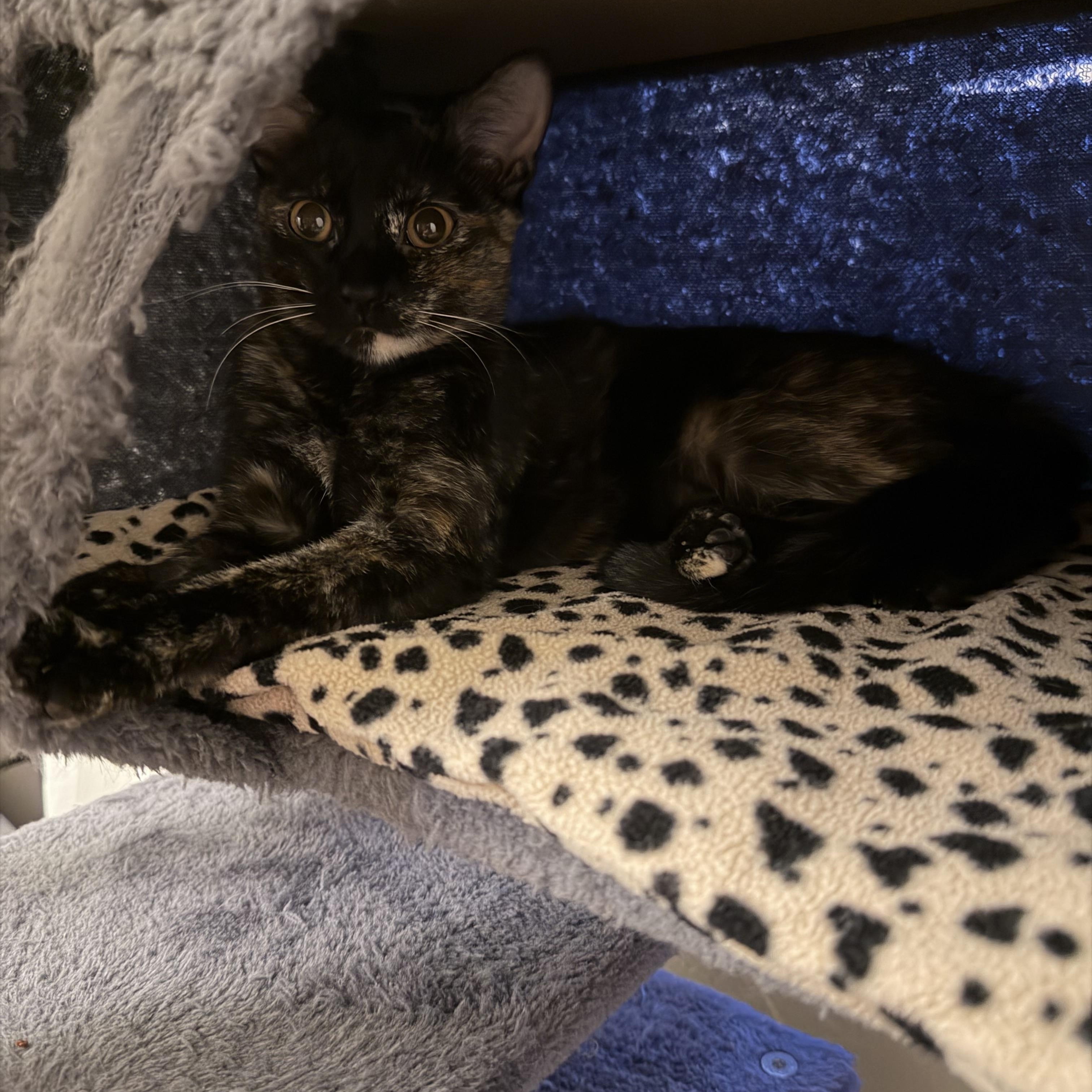 Enlarge Iris and River, a ADOPTABLE American Shorthair in Wadsworth, IL image 2/6