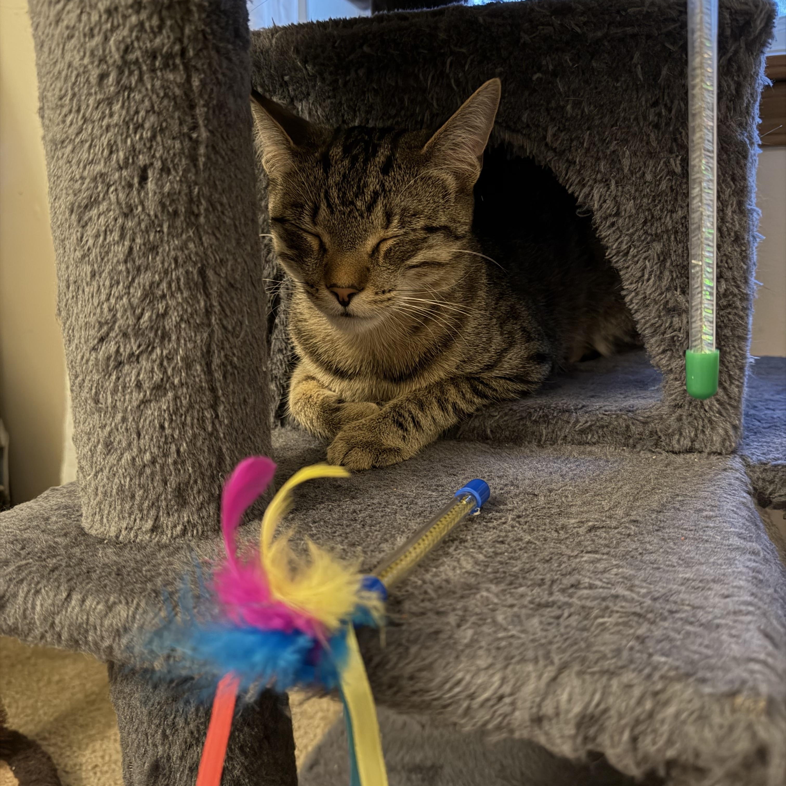 Enlarge Iris and River, a ADOPTABLE American Shorthair in Wadsworth, IL image 5/6