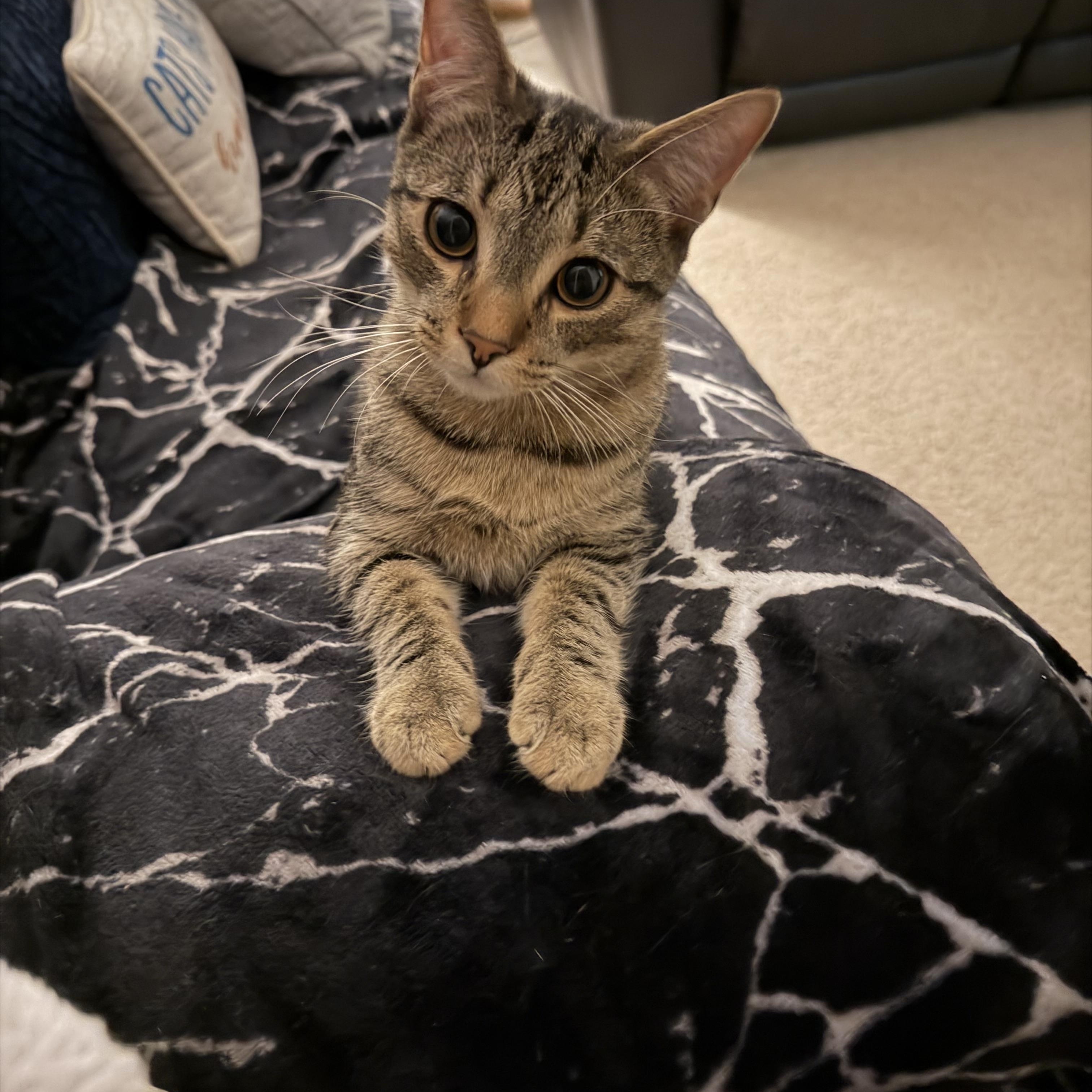 Enlarge Iris and River, a ADOPTABLE American Shorthair in Wadsworth, IL image 2/6