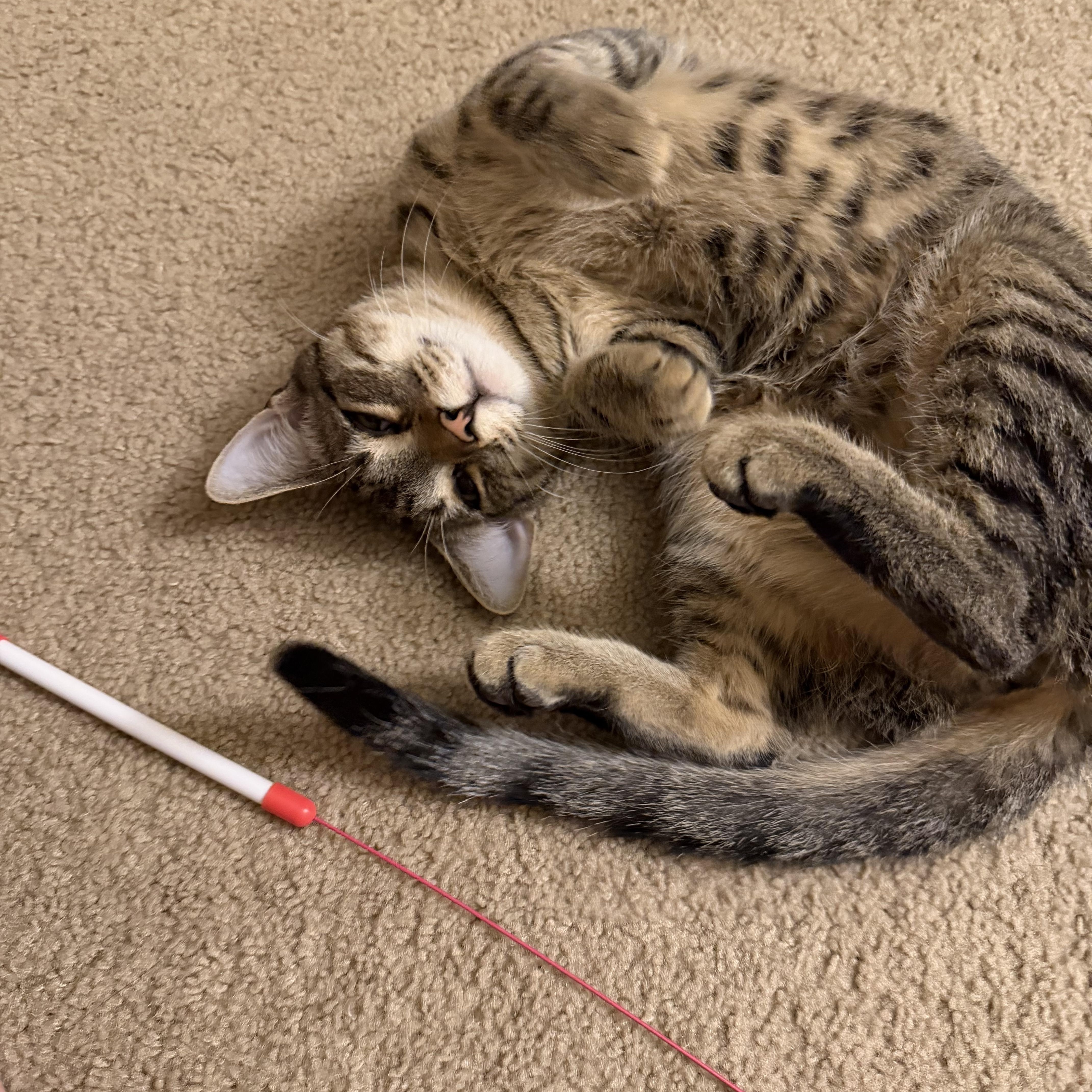 Enlarge Iris and River, a ADOPTABLE American Shorthair in Wadsworth, IL image 3/6