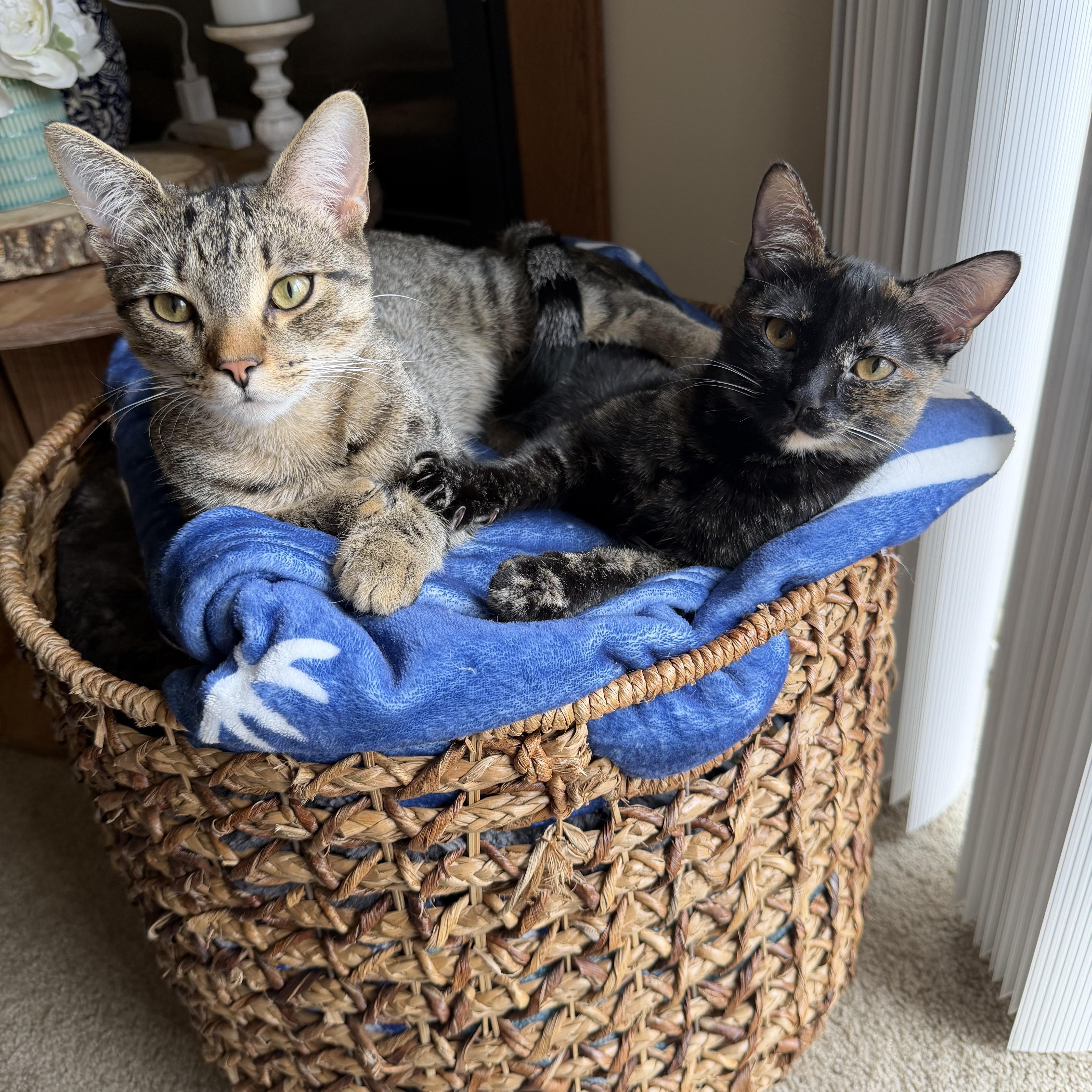 Iris and River, ADOPTABLE, Kitten Male American Shorthair.