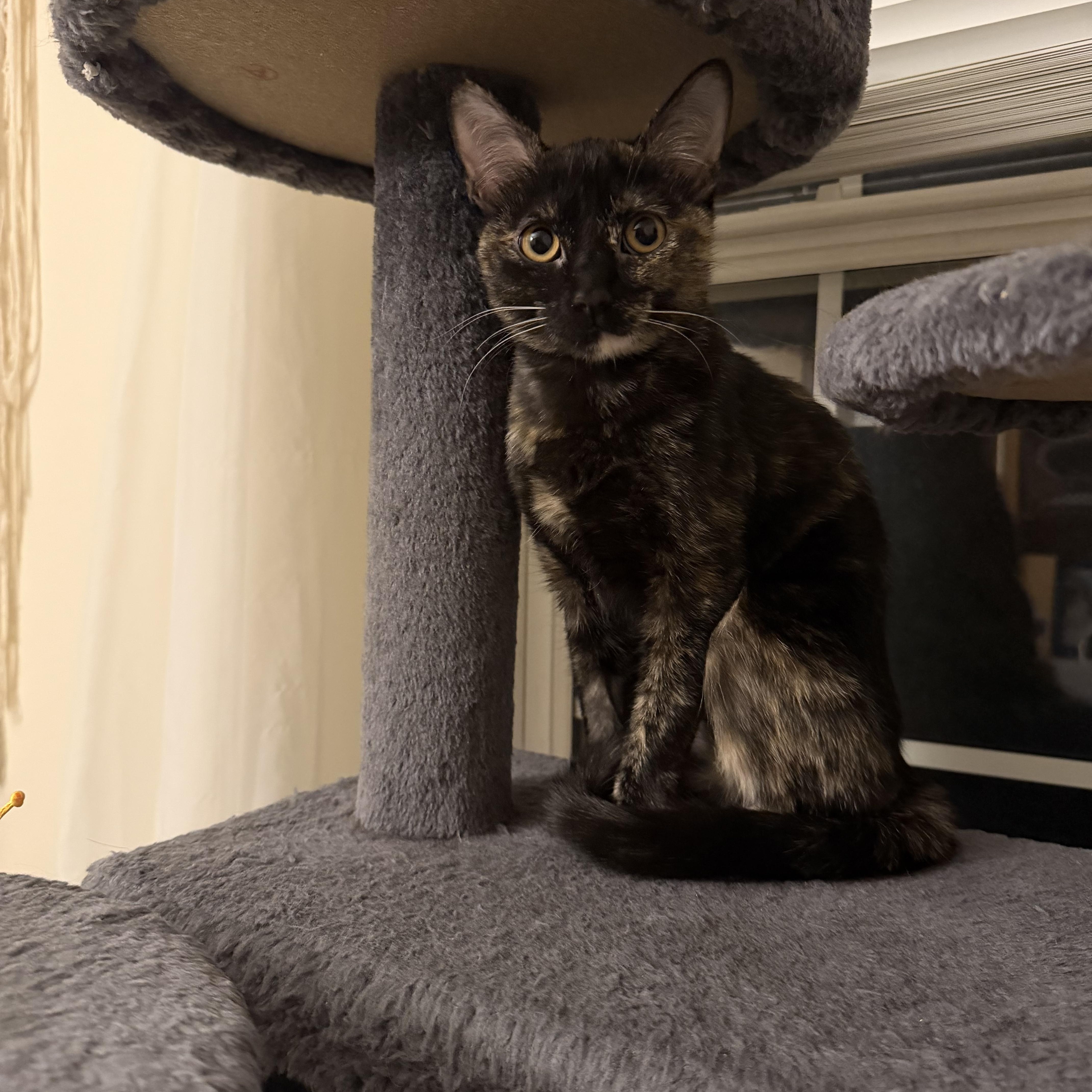 Enlarge Iris and River, a ADOPTABLE American Shorthair in Wadsworth, IL image 4/6