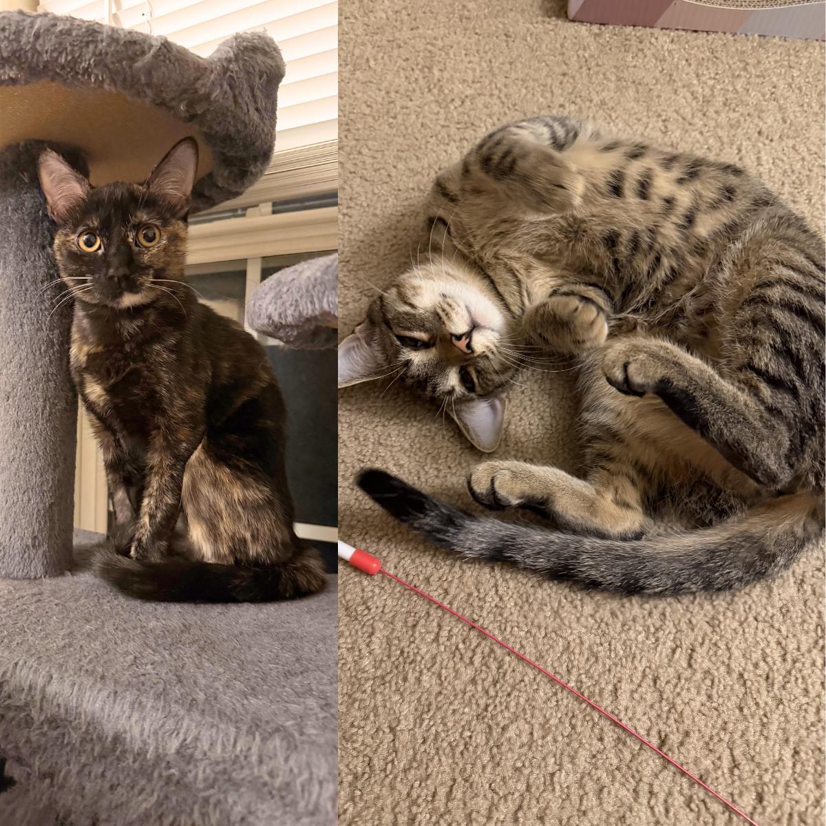 Enlarge Iris and River, a ADOPTABLE American Shorthair in Wadsworth, IL image 1/6