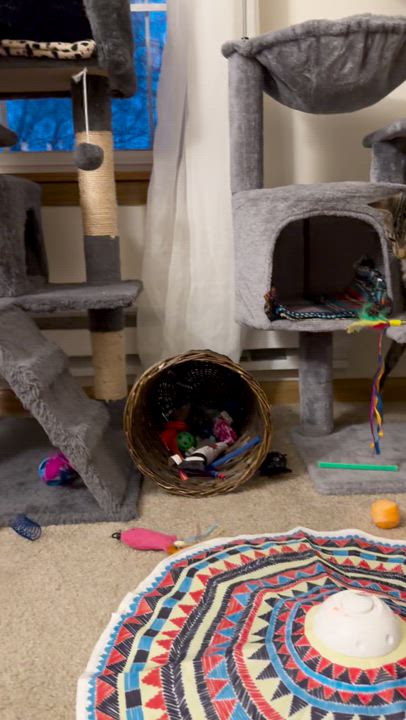 Enlarge Iris and River, a ADOPTABLE American Shorthair in Wadsworth, IL video 6/6