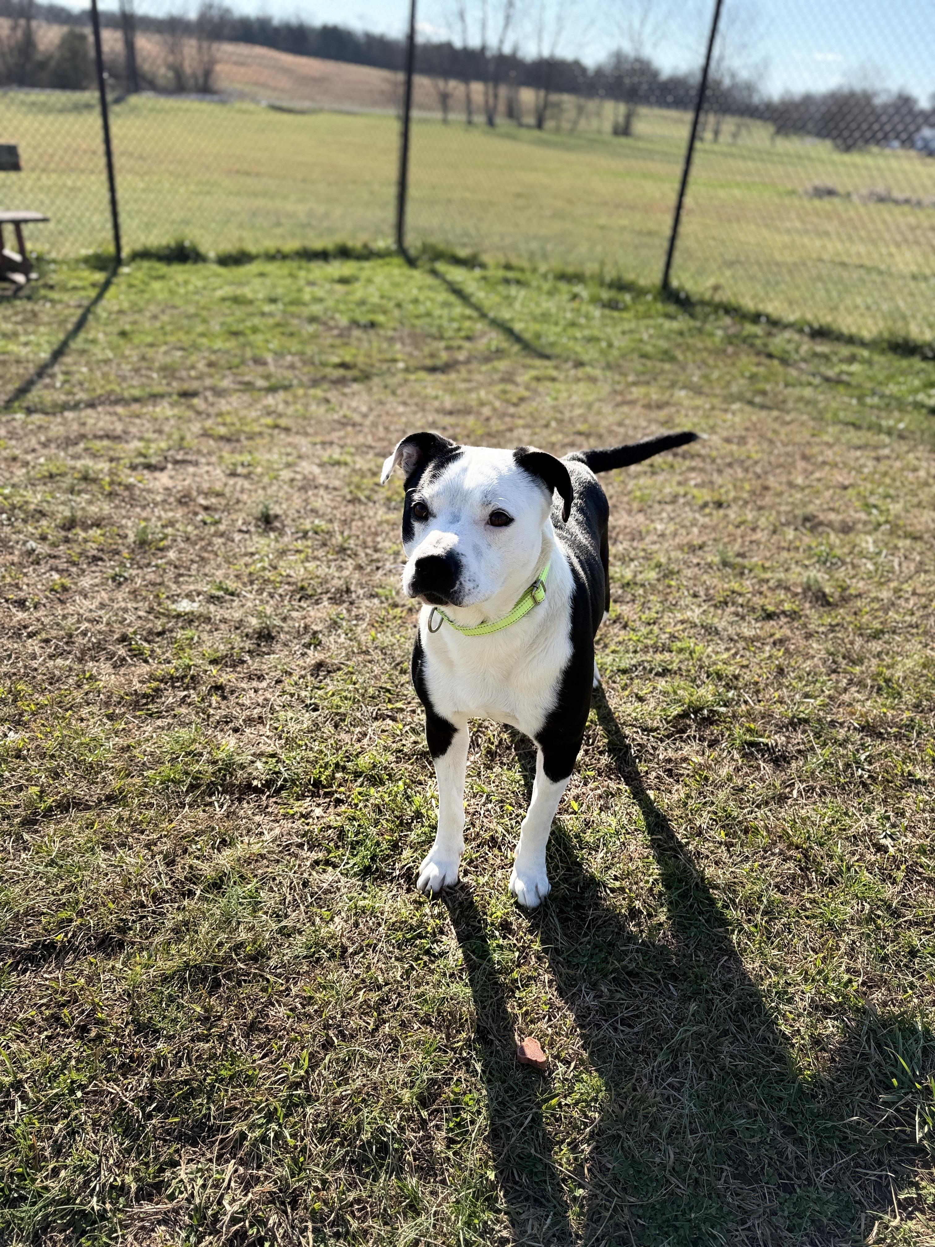 Enlarge Tucker, a ADOPTABLE mixed breed in Lebanon, TN image 5/5
