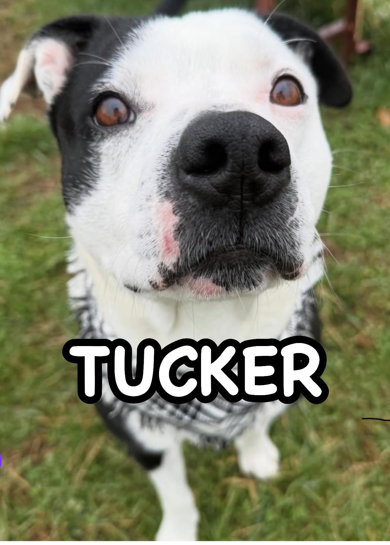 Enlarge Tucker, a ADOPTABLE mixed breed in Lebanon, TN image 3/5