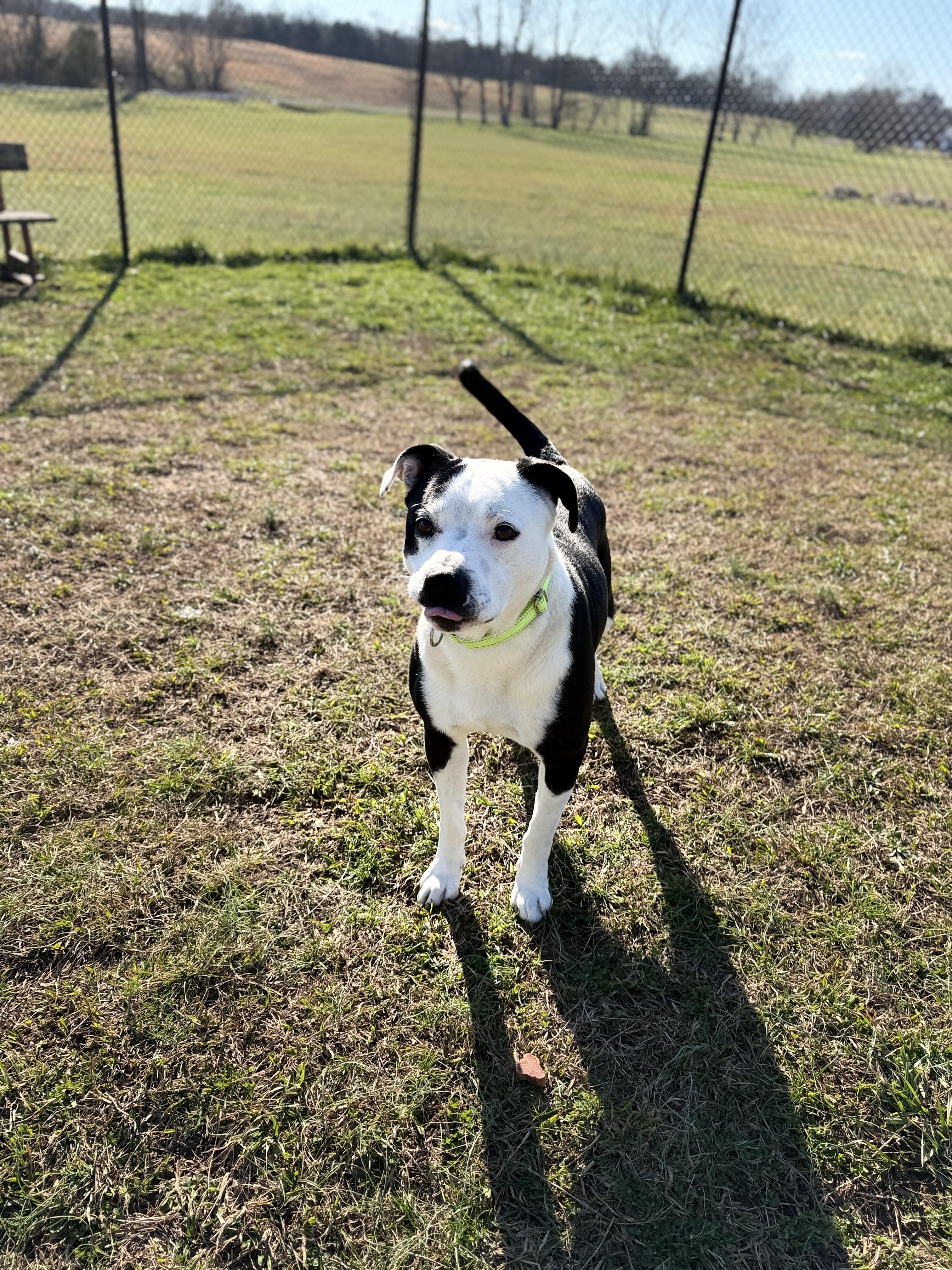 Enlarge Tucker, a ADOPTABLE mixed breed in Lebanon, TN image 4/5