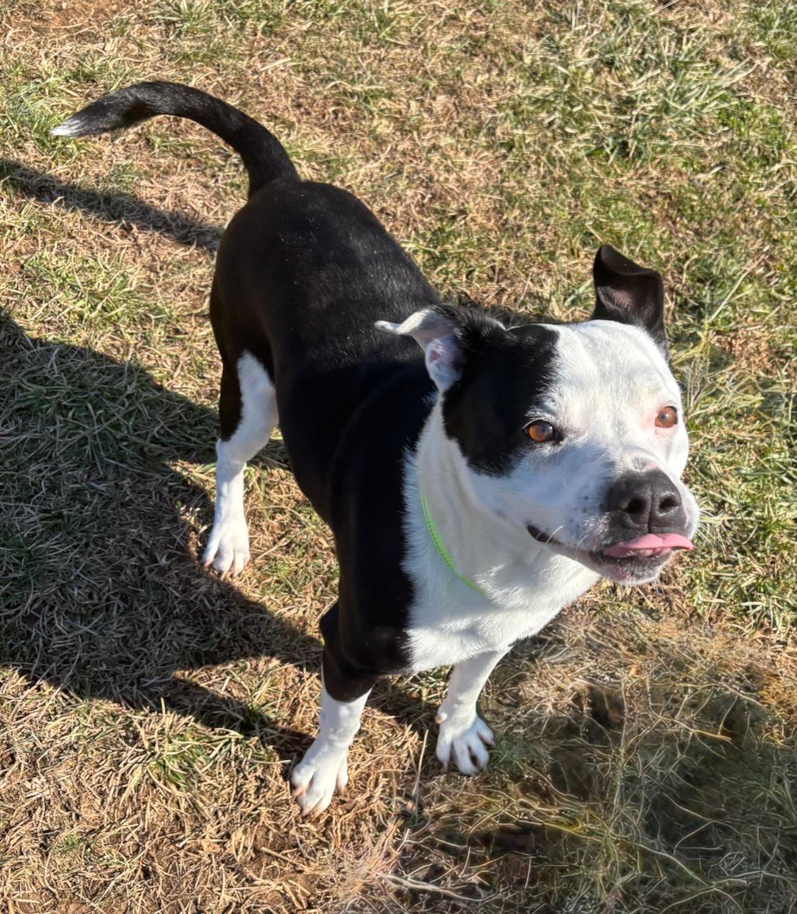 Enlarge Tucker, a ADOPTABLE mixed breed in Lebanon, TN image 4/5