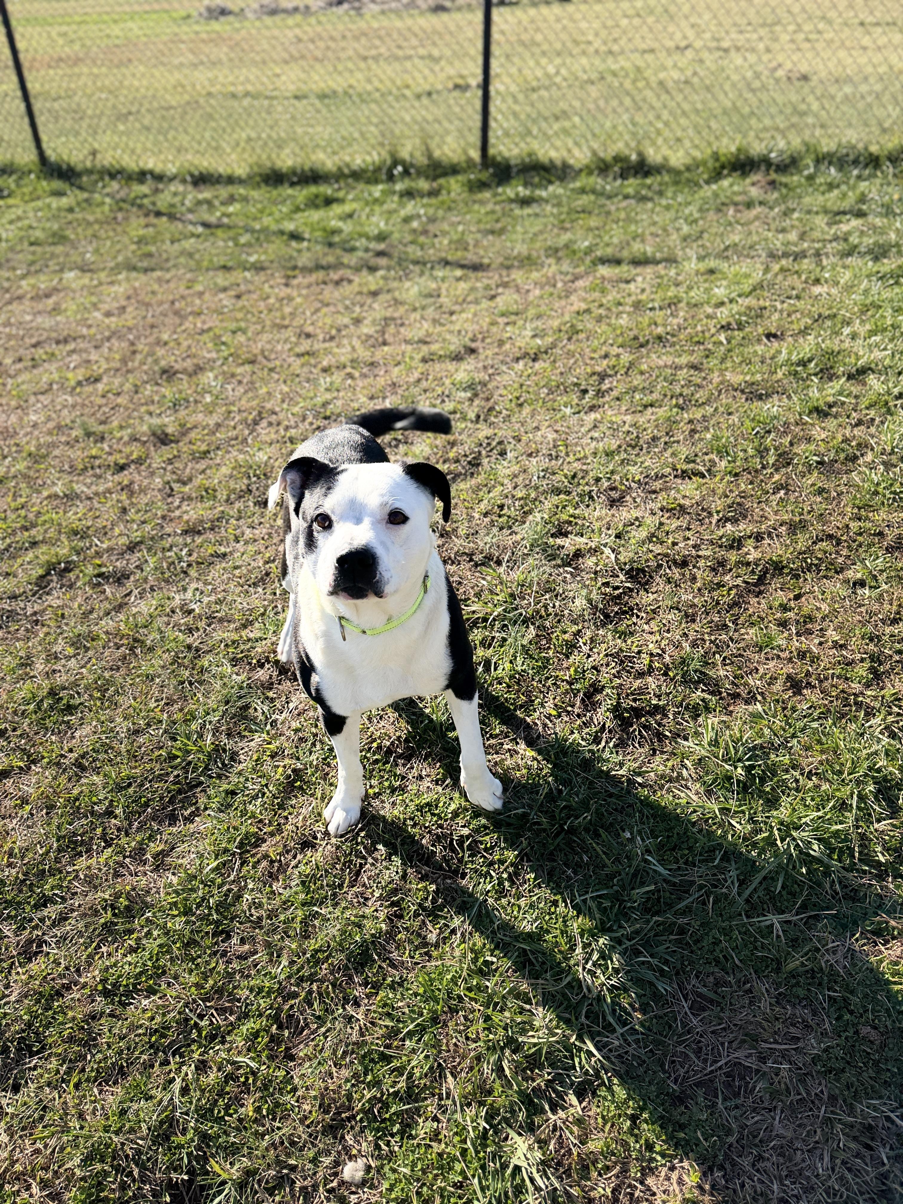Enlarge Tucker, a ADOPTABLE mixed breed in Lebanon, TN image 3/5