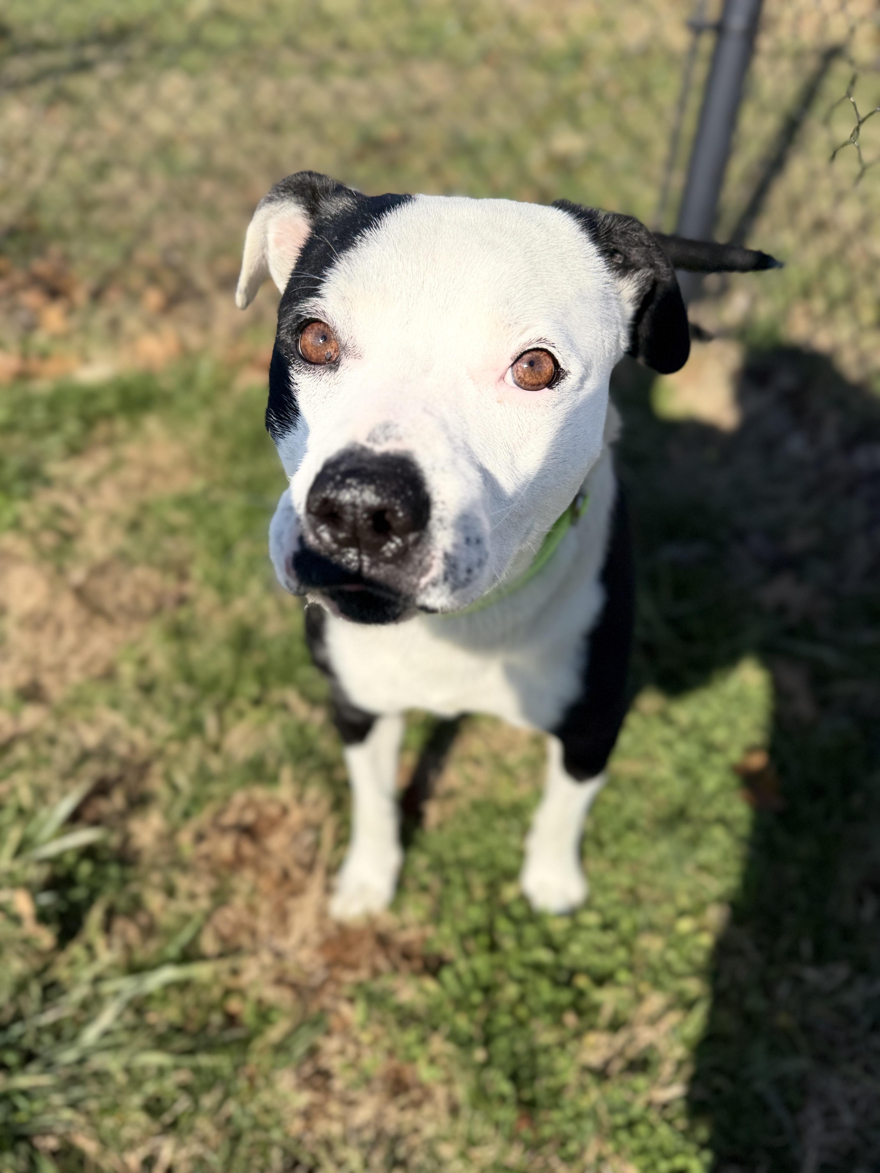 Tucker, ADOPTABLE, Young Male Pit Bull Terrier.