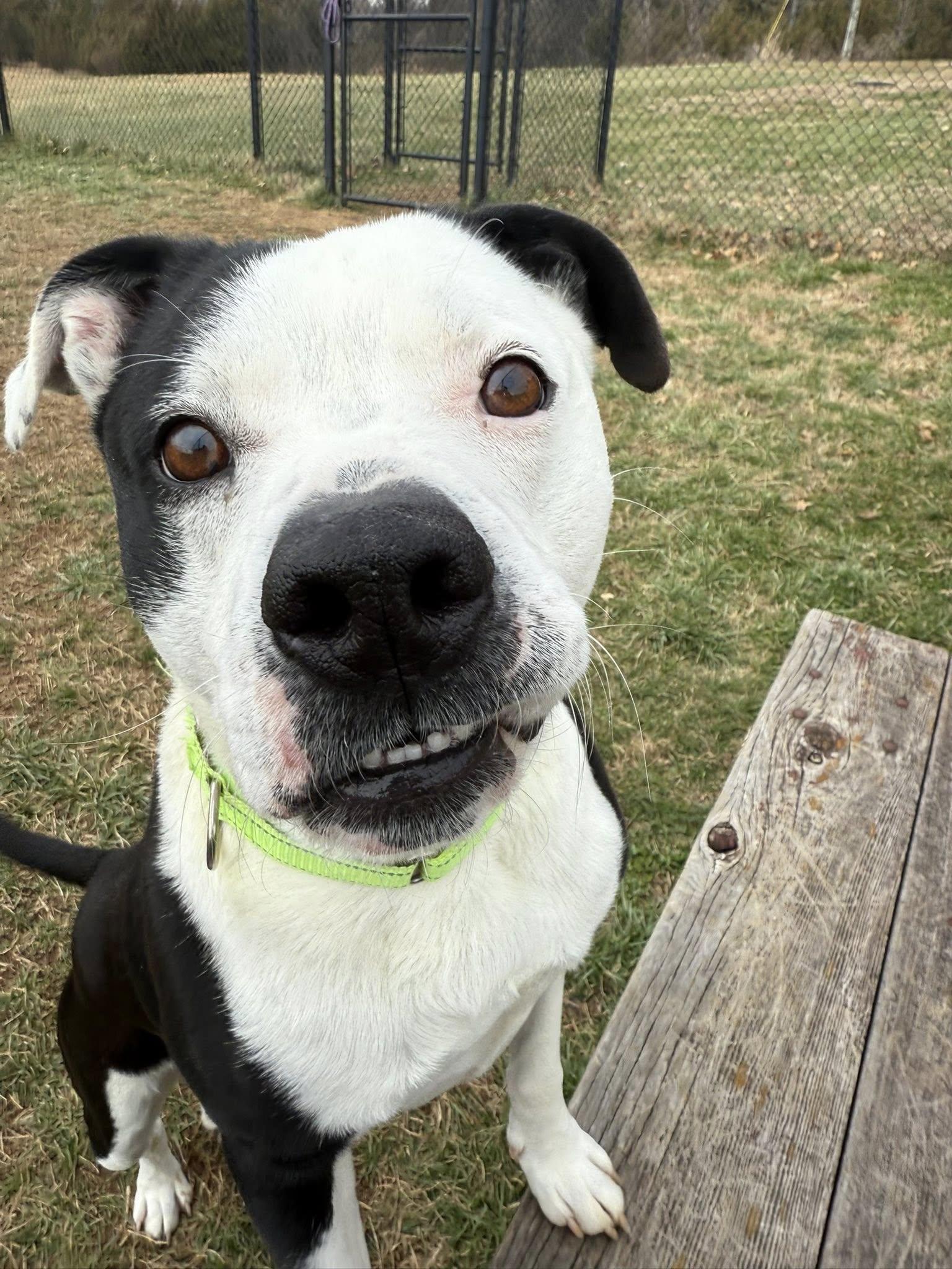 Enlarge Tucker, a ADOPTABLE mixed breed in Lebanon, TN image 5/5