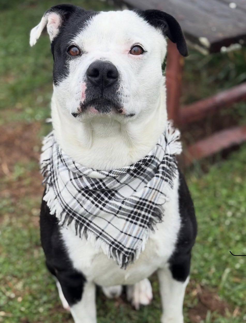 Tucker, ADOPTABLE, Young Male Pit Bull Terrier.