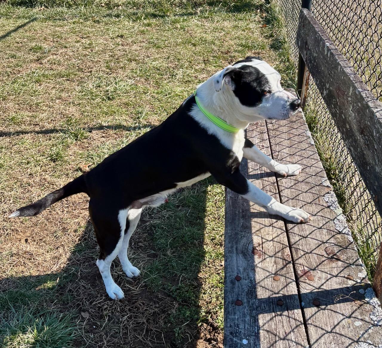 Enlarge Tucker, a ADOPTABLE mixed breed in Lebanon, TN image 2/5