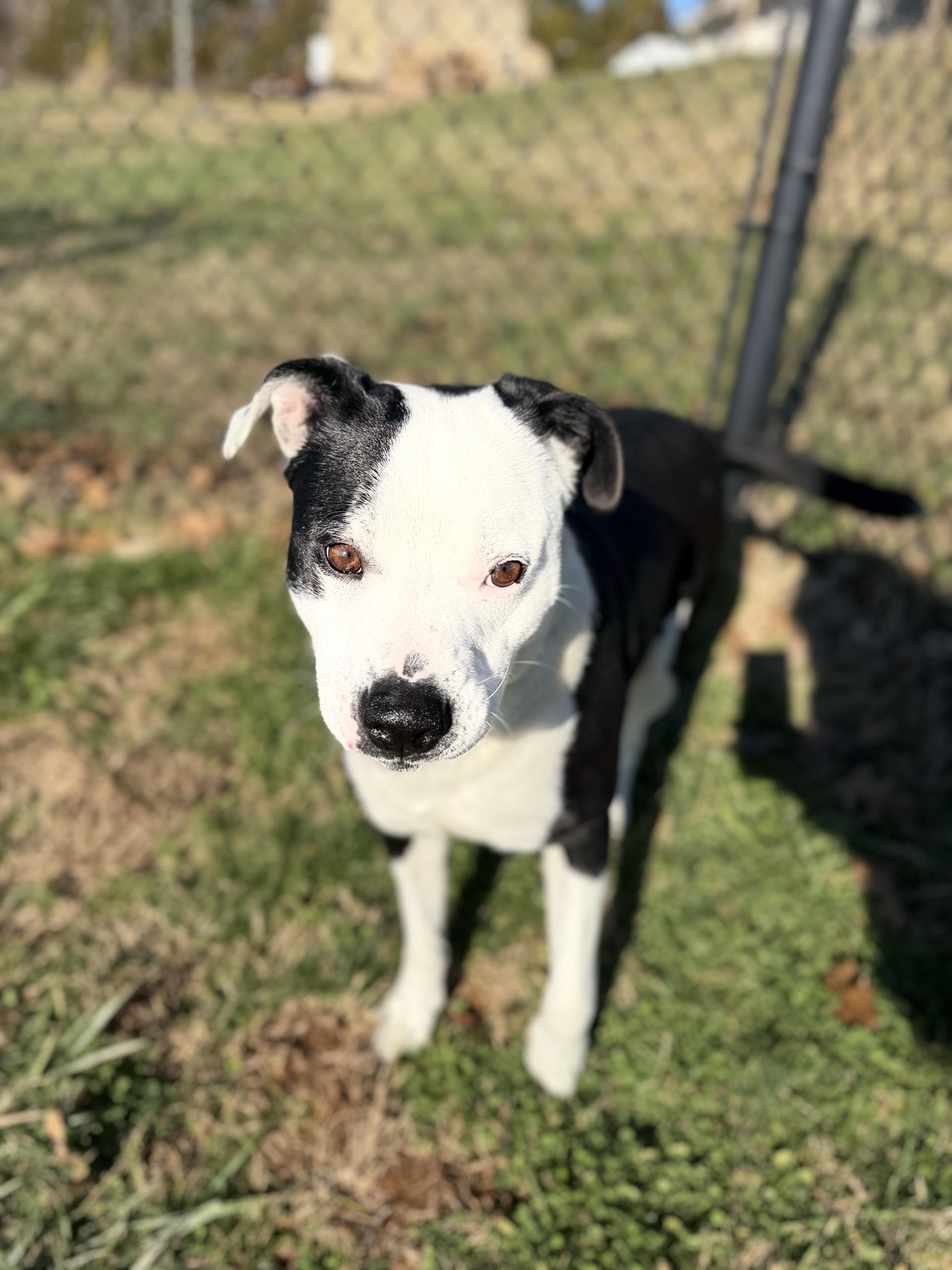 Enlarge Tucker, a ADOPTABLE mixed breed in Lebanon, TN image 2/5