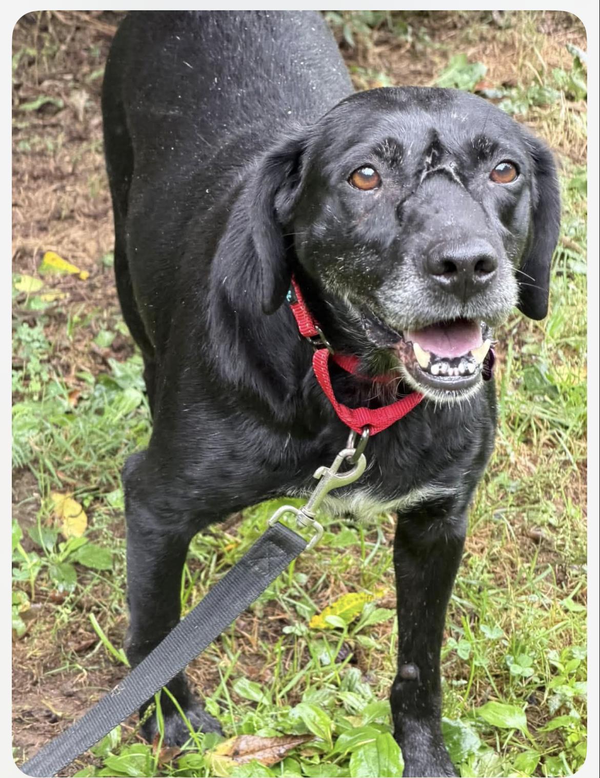 Bailey, Adoptable, Adult Female Black Labrador Retriever.