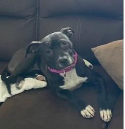 Rose, Adoptable, Young Female Mixed Breed.