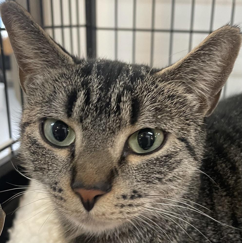 Enlarge LULU, a Adoptable mixed breed in Southbury, CT image 1/4