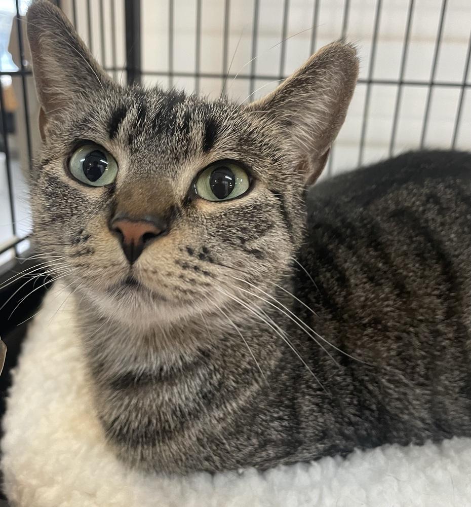 Enlarge LULU, a Adoptable mixed breed in Southbury, CT image 2/4