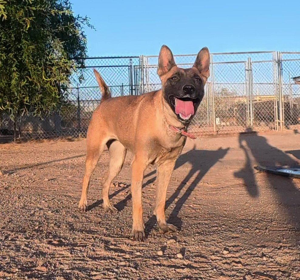 KK, Adoptable, Adult Female Belgian Shepherd / Malinois.