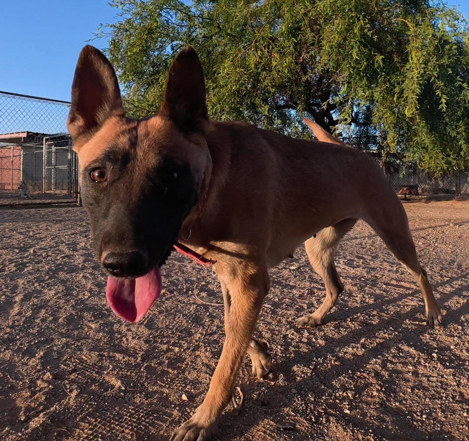 Enlarge KK, a Adoptable Belgian Shepherd / Malinois in Queen Creek, AZ image 2/3