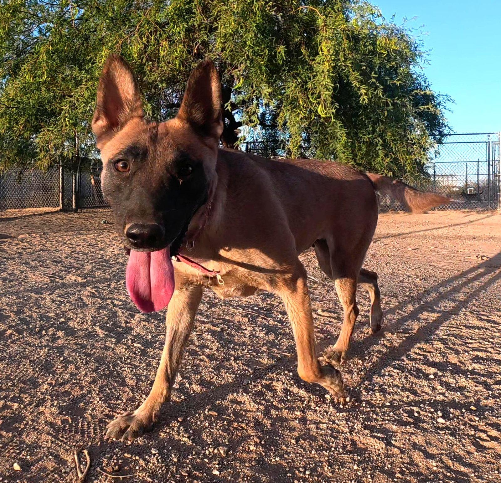 Enlarge KK, a Adoptable Belgian Shepherd / Malinois in Queen Creek, AZ image 3/3