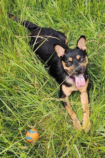 Sheba, a Adoptable mixed breed in Covington, WA image 1/5