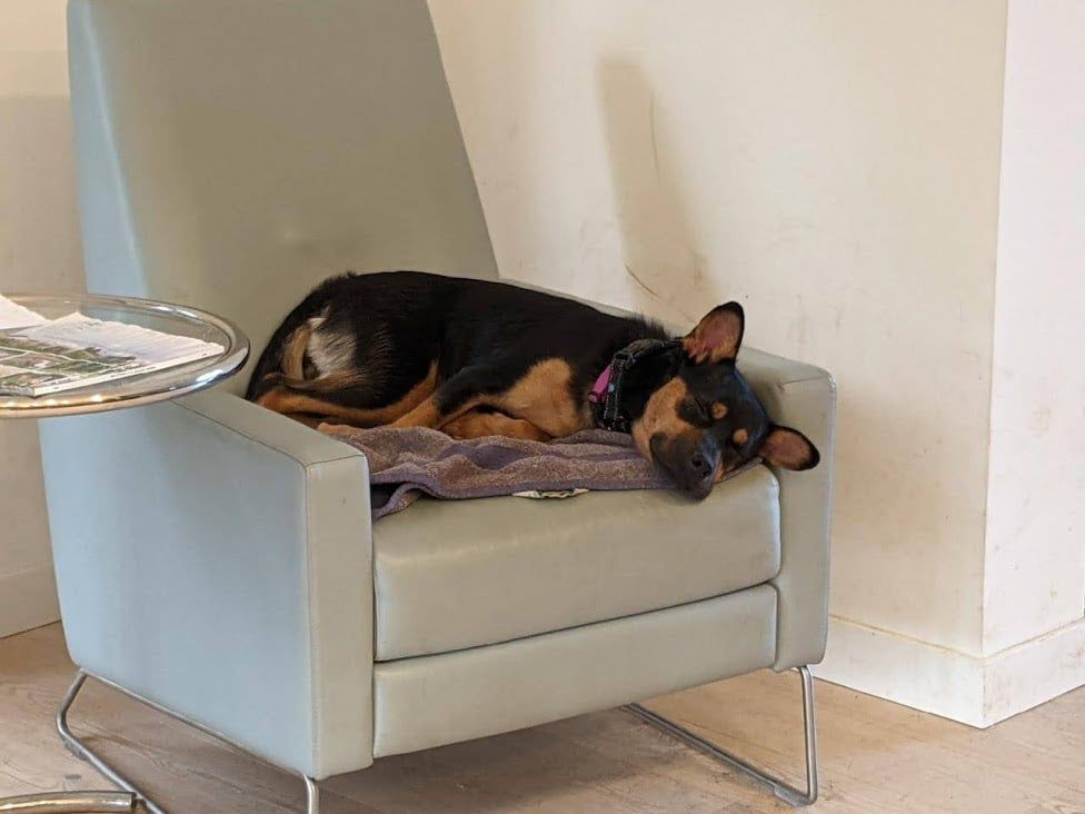 Sheba, a Adoptable mixed breed in Covington, WA image 4/5