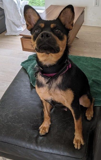 Sheba, a Adoptable mixed breed in Covington, WA image 2/5