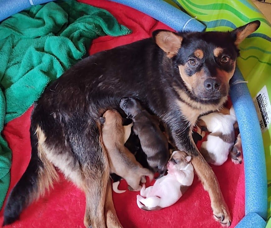 Sheba, a Adoptable mixed breed in Covington, WA image 5/5