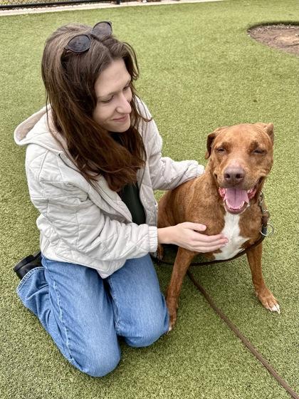 Enlarge Milo, a Adoptable mixed breed in Wichita, KS image 1/3