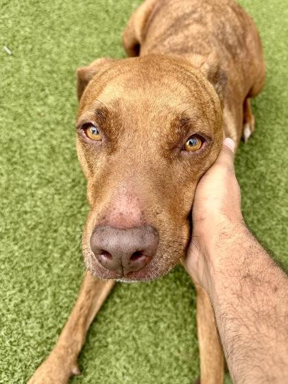 Enlarge Milo, a Adoptable mixed breed in Wichita, KS image 2/3