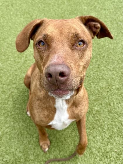 Enlarge Milo, a Adoptable mixed breed in Wichita, KS image 3/3