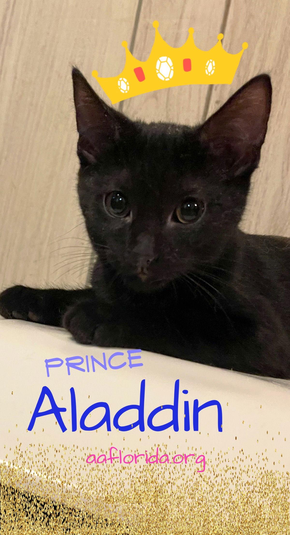 Enlarge Aladdin, a Adoptable mixed breed in Pensacola, FL image 1/3