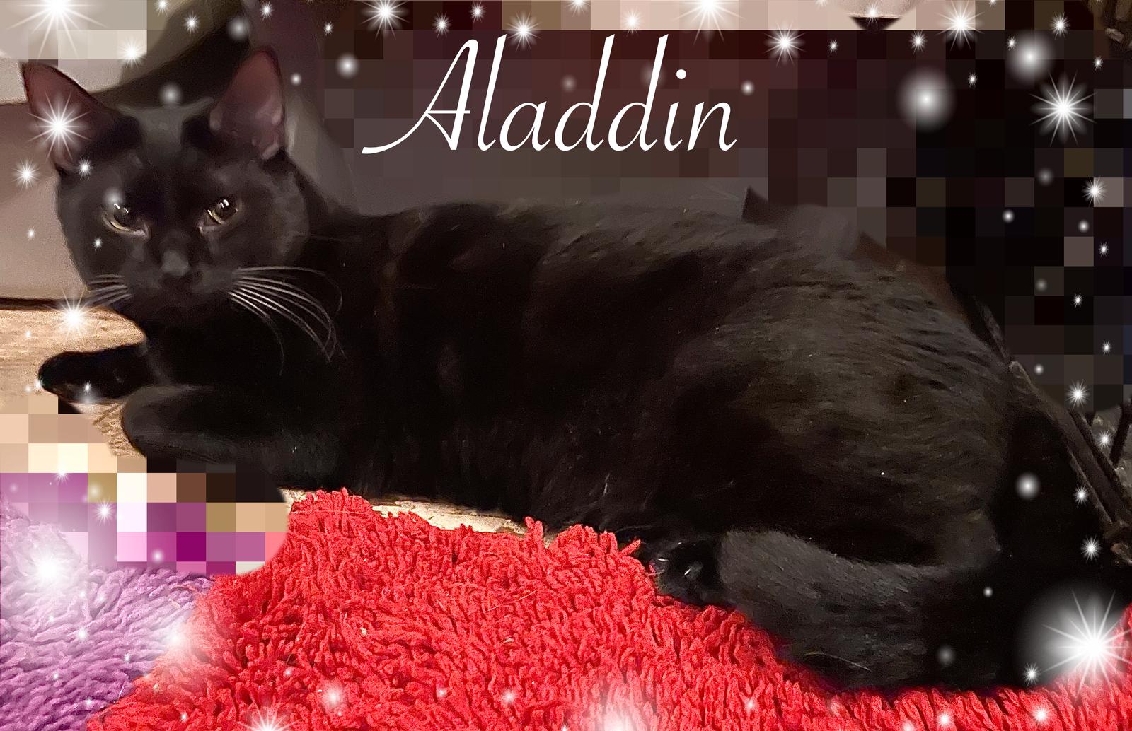 Enlarge Aladdin, a Adoptable mixed breed in Pensacola, FL image 2/3