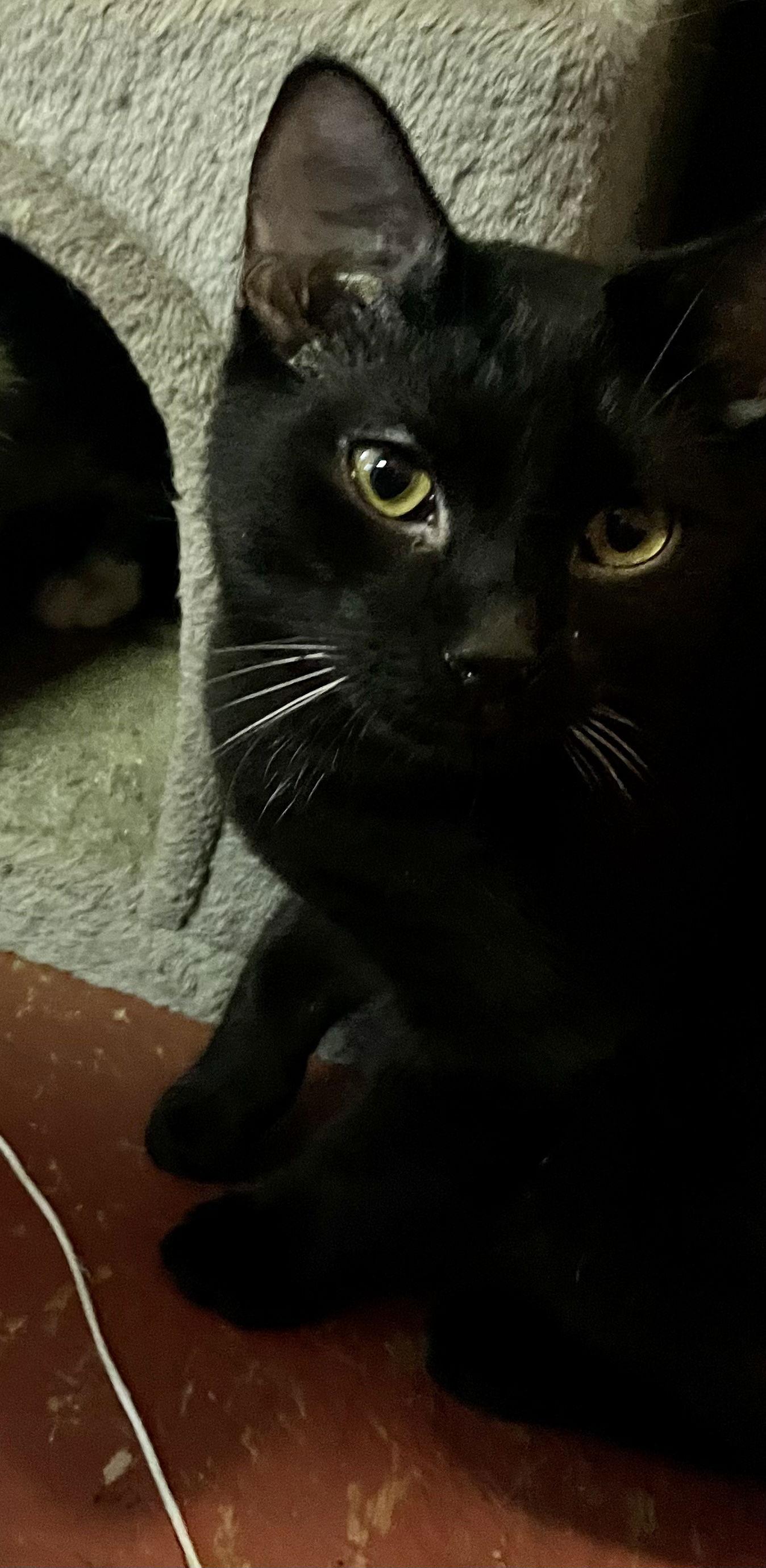 Enlarge Aladdin, a Adoptable mixed breed in Pensacola, FL image 3/3