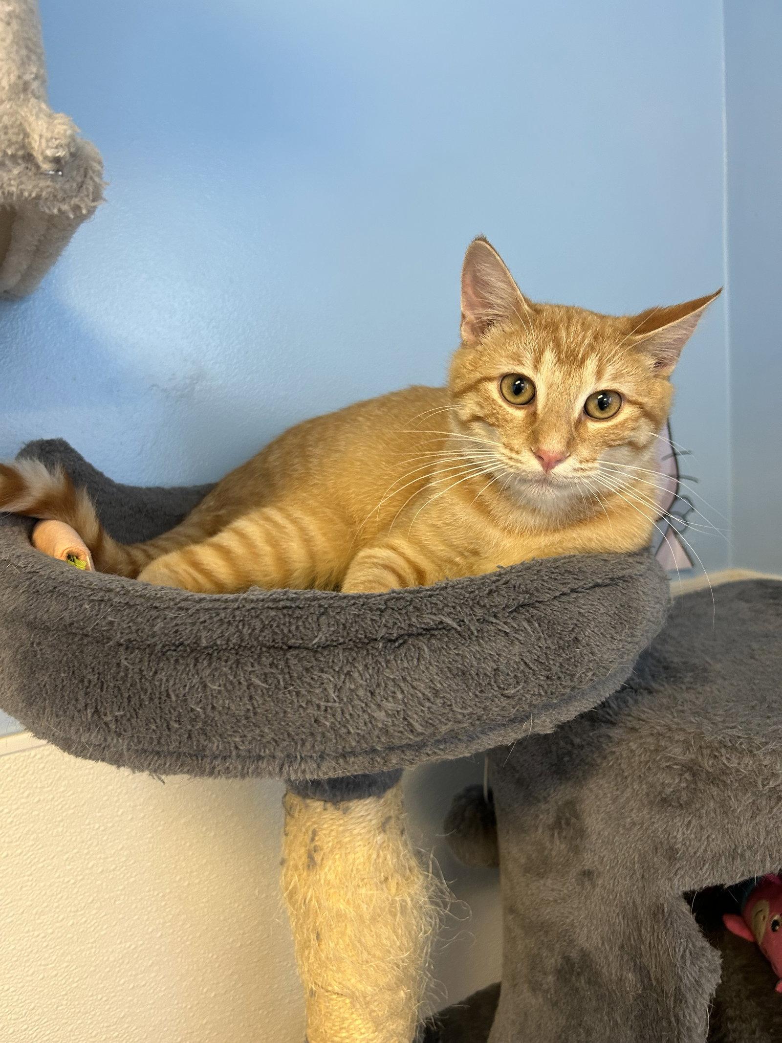 Enlarge Jeff, a Adoptable Domestic Short Hair in Steeleville, IL image 1/3