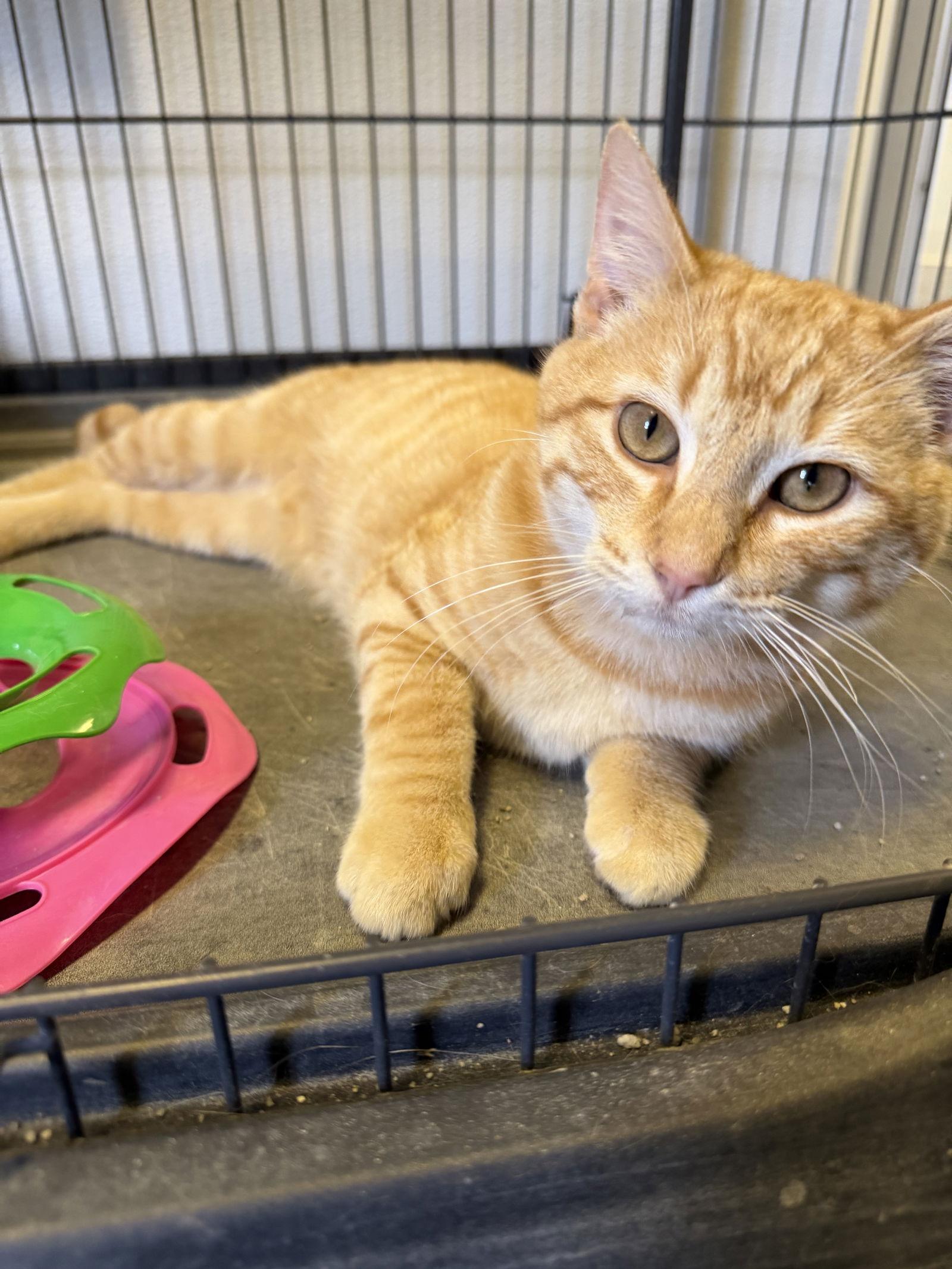 Jeff, Adoptable, Young Male Domestic Short Hair.