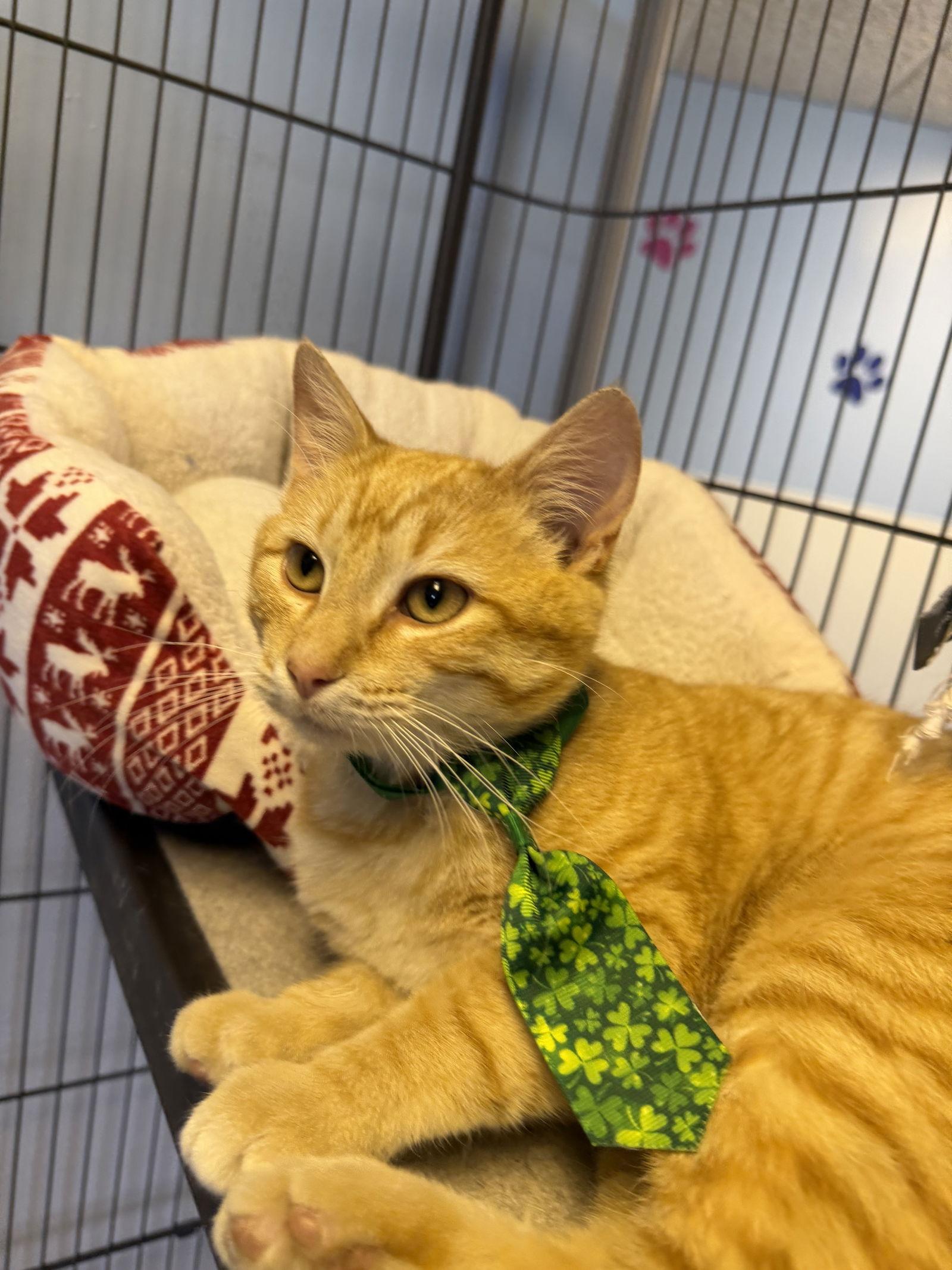 Enlarge Jeff, a Adoptable Domestic Short Hair in Steeleville, IL image 2/3