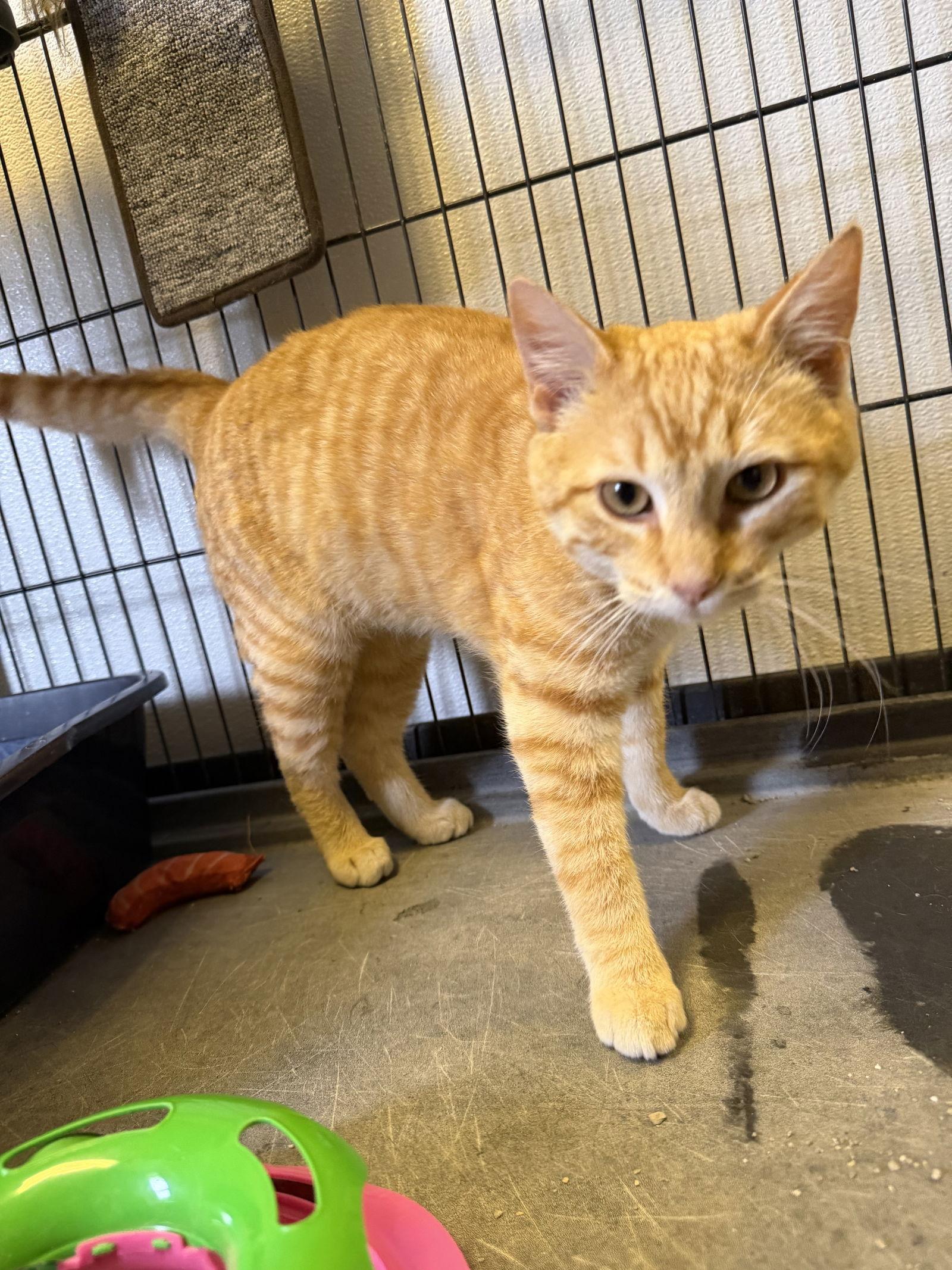 Enlarge Jeff, a Adoptable Domestic Short Hair in Steeleville, IL image 3/3